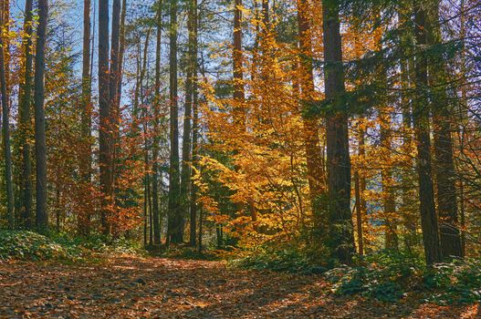 Autumn is one of the four temperate seasons. Outside the tropics, autumn marks the transition from summer to winter.Colorful fusion.Gold of autumn in a transparent peaceful sirenity quiet forest