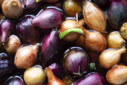 Yellow and purple onions, seedlings, Background of growing onions. There are many growing onion plantations. Rural herbs and vegetables. Sale at the farmer's market. pattern texture