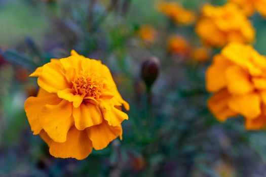 Several marigold flowers close-up. The marigolds in the flowerbed bloomed beautifully. Bright flowers on a green background.