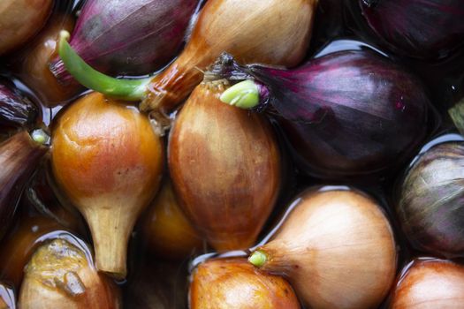 Yellow and purple onions, seedlings, Background of growing onions. There are many growing onion plantations. Rural herbs and vegetables. Sale at the farmer's market. pattern texture