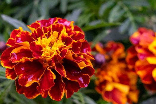 Close-up of a large and bright marigold flower. Copy space.