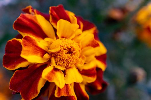 Close-up of a large and bright marigold flower. Clouse up