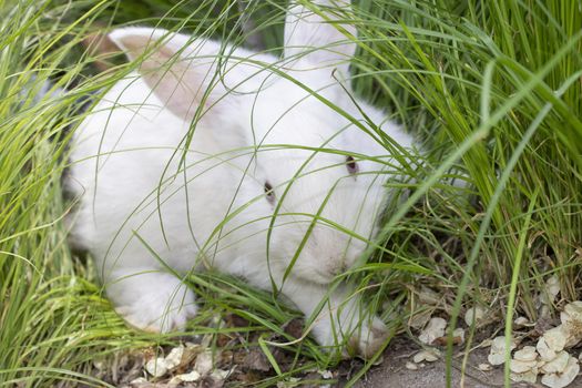 a frightened white rabbit in the green grass huddles to the ground