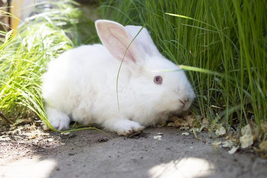 a frightened white rabbit in the green grass huddles to the ground