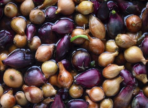 Yellow and purple onions, seedlings, Background of growing onions. There are many growing onion plantations. Rural herbs and vegetables. Sale at the farmer's market. pattern texture