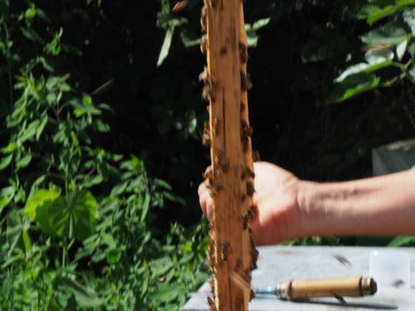 Beekeeper working with bees and beehives on the apiary. Beekeeping concept. Beekeeper harvesting honey Beekeeper on apiary.