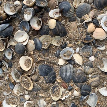 plenty colorful seashells on fine sand and garbage