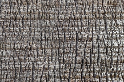 Background texture of palm bark, fine crack pattern, close-up, full frame