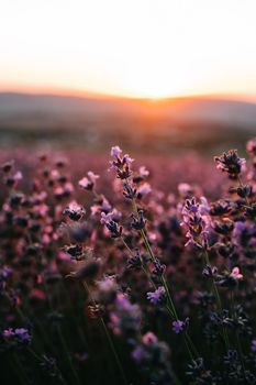 Cultivation of lavender for processing and production of oils, perfumes, cosmetics. Lavender cultural field. Natural background. Vertical image.