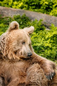Portrait of brown bear lat. (Ursus arctos)