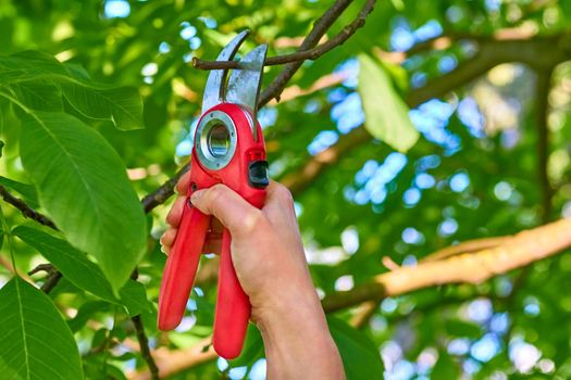 Garden shears for trimming branches, cutting cuttings, etc. Garden care. Trimming with scissors secateurs extra branches on a fruit tree.