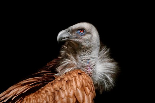 Portraif of himalayan griffon vulture (Gyps himalayensis)