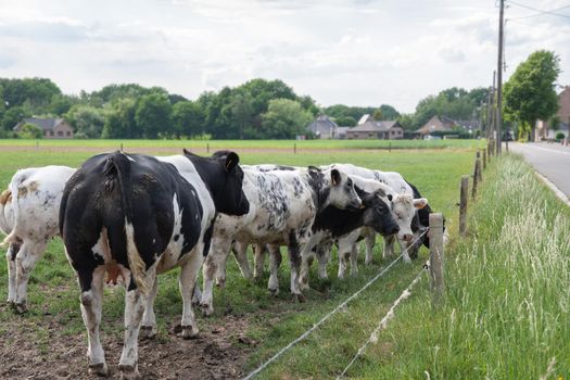 a group of beautiful multi-colored spotted black and white cows graze in a corral on green grass, a rural landscape in a village on the outskirts of the city, farming. High quality photo