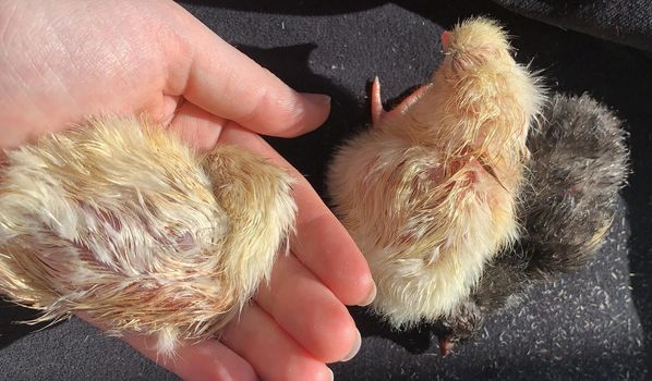 three newborn chicks black and two yellow in the palm of a man