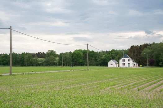 a rural landscape with a field sown with corn and a small white house stands on the horizon at the edge of the forest, A tiny cyclist rides along a path along the field. High quality photo