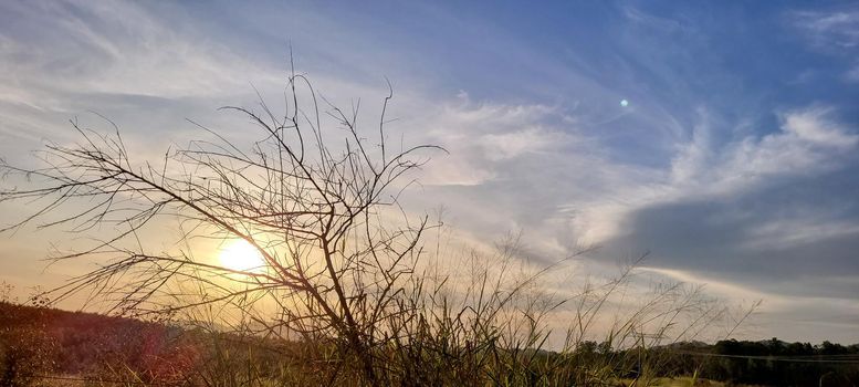 eucalyptus harvest on farm in the countryside of Brazil with sunny sky with wonderful view