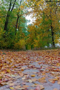 Alley in the autumn park. Bottom point view.