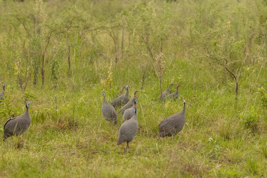 Many guinea fowls on the green grass in National Park, Africa