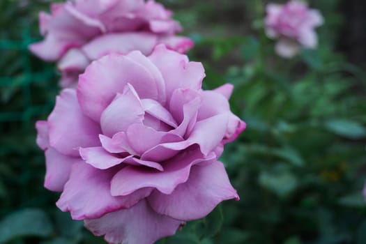 Beautiful lilac rose in the garden . High quality photo