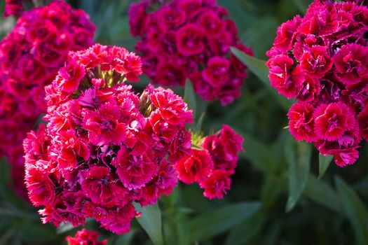 Chinese carnation flowers taken close-up in the garden . High quality photo