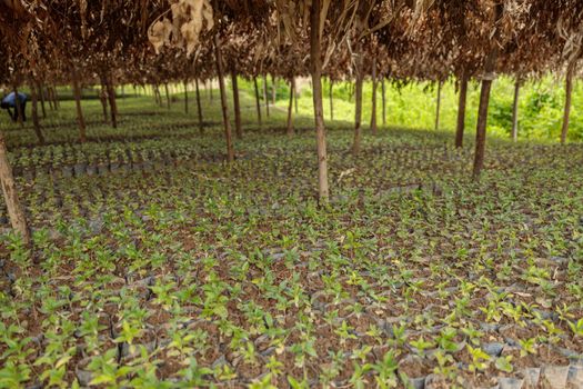Many coffee sprouts among the trees on the plantation, Rwanda region