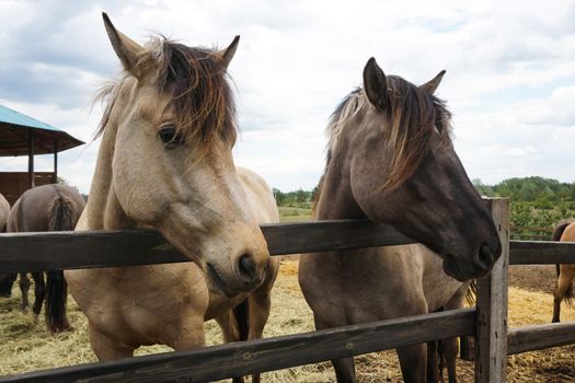 Two horses close up. High quality photo