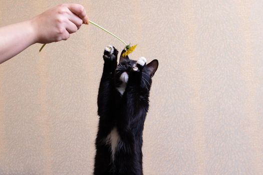 Black kitten with a dandelion on the bed close up