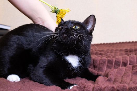 Black kitten with a dandelion on the bed close up