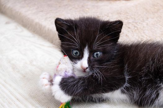 Cheerful black kitten playing with a toy close up