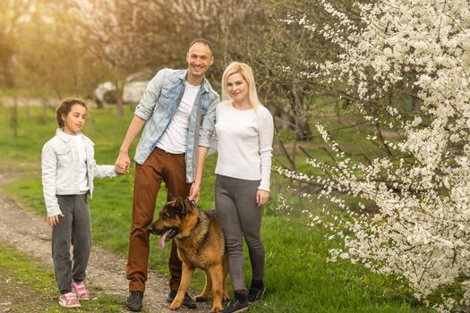 Family with small daughter and dog walking outdoors in orchard in spring.
