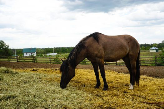 Horses eat hay on a farm background. High quality photo