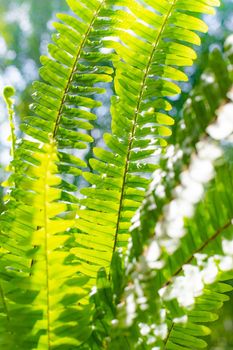 Fern leaves and sun rays . Natural background. The leaves of the plant. Copy Space