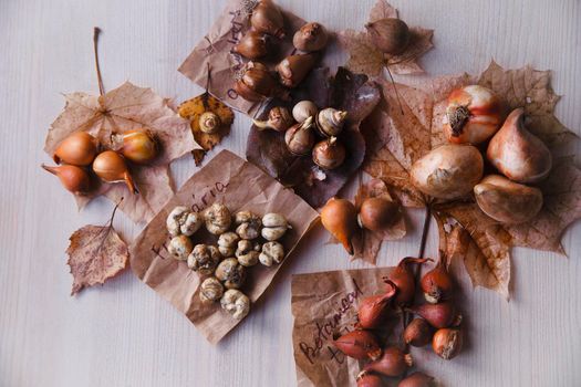 The bulbs of different spring-flowering bulb flowers ready for autumn planting in the garden, still life on white background, copy space, flat lay