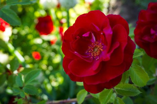 Beautiful blooming scarlet rose. High quality photo