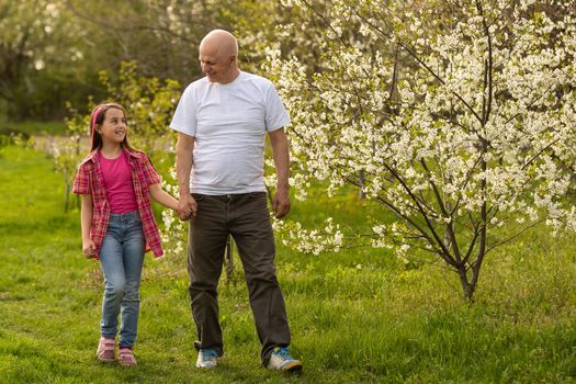 Grandfather And Granddaughter Walking the cherry trees.