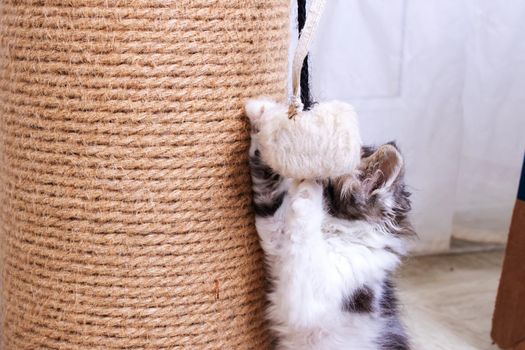 A little kitten plays with a scratching post close up