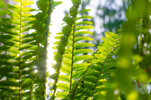 Fern leaves and sun rays . Natural background. The leaves of the plant. Copy Space