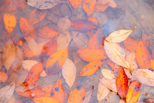 Autumn yellow leaves in a puddle background . Autumn background. Banner autumn. Autumn leaves. Nature. Copy space