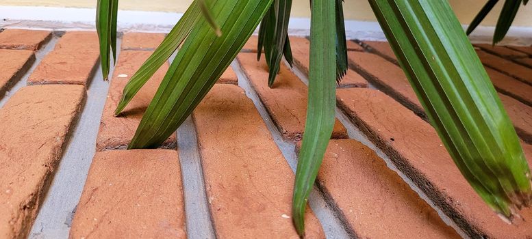 brick wall background with decorative home plant in brazil on a sunny day