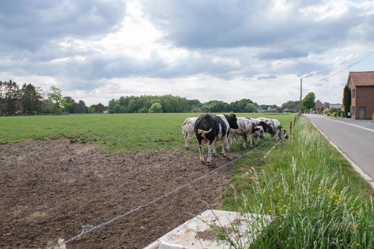 a group of beautiful multi-colored spotted black and white cows graze in a corral on green grass, a rural landscape in a village on the outskirts of the city, farming. High quality photo