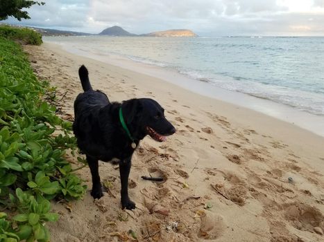 Flat Haired Retriever Dog on beach with tail waging at dusk and napakaa plants lining Kahala Beach with clouds on a beautiful day on Oahu, Hawaii.  