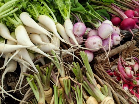 Many different types of Radishes for sale at farmers market.