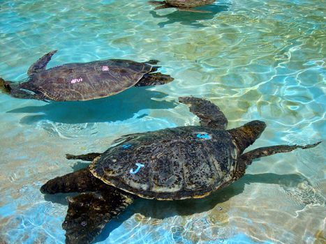 Waimanalo - April 24, 2010:   Captive Hawaiian Sea Turtles swim under the shallow water.  The turtles sport colored letters on their backs to help identify them.