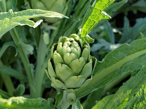 Close-up of green Artichoke Plant 