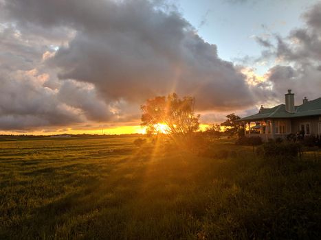 Sunset through a tree in Kamuela, Hawaii, United States.