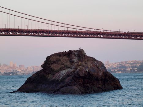 Seagull rest on rock under Golden Gate Bridge with San Francisco Cityscape, taken from the Marin Headlands hills.