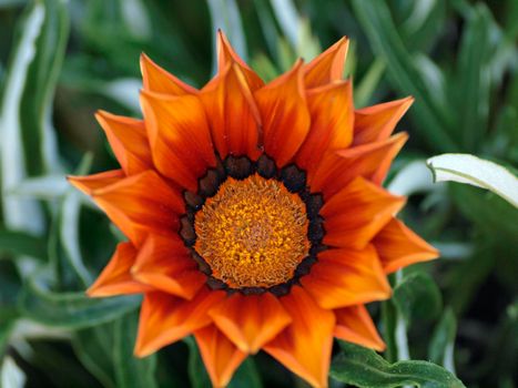 Gazania Lineraris Orange Flower in Bloom surround by curvy leafs and other flowers almost ready to bloom.  Gazania linearis is a species of flowering plant in the daisy family known by the common name treasure flower. 