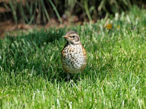 Song Thrush Bird in grassy field.  The song thrush is a thrush that breeds across much of Eurasia. It has brown upperparts and black-spotted cream or buff underparts and has three recognised subspecies.