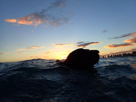 Black Flat Haired Retriever Dog swims in the Waikiki ocean at sunset on Oahu, Hawaii.
