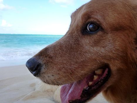 Close-up of Golden Retriever Dog Head with mouth open at the Beach.